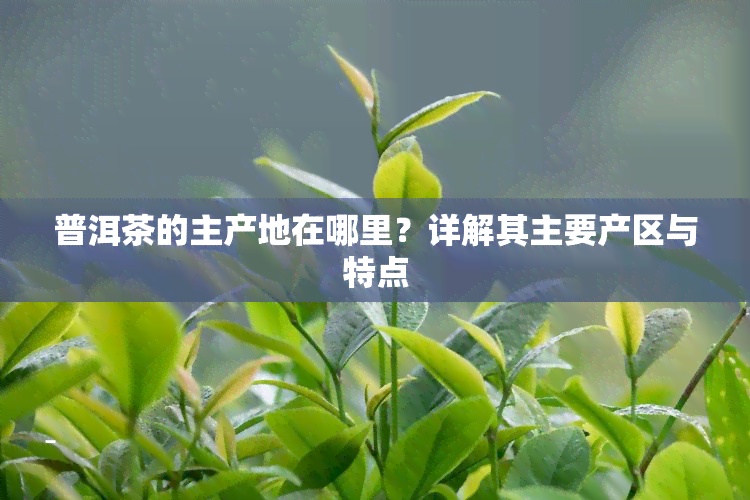 普洱茶的主产地在哪里？详解其主要产区与特点