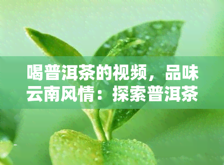 喝普洱茶的视频，品味云南风情：探索普洱茶的世界