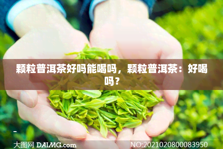 颗粒普洱茶好吗能喝吗，颗粒普洱茶：好喝吗？