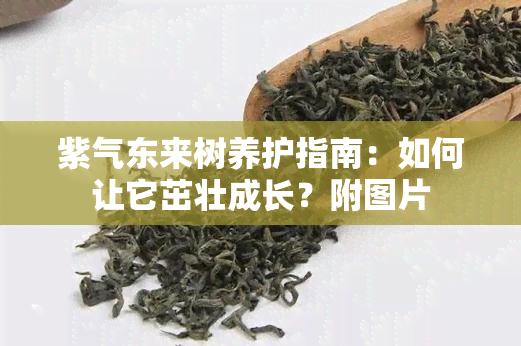 紫气东来树养护指南：如何让它茁壮成长？附图片