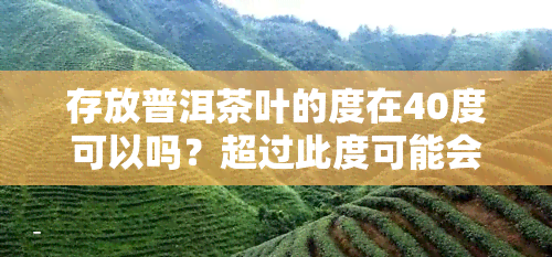 存放普洱茶叶的度在40度可以吗？超过此度可能会影响其品质