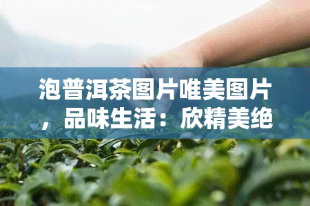 泡普洱茶图片唯美图片，品味生活：欣精美绝伦的泡普洱茶图片