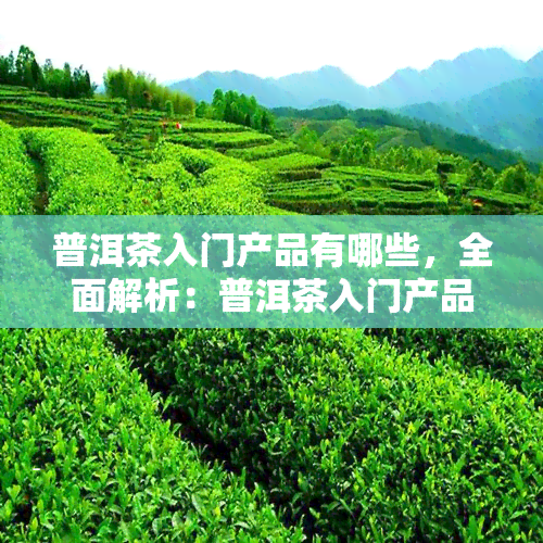 普洱茶入门产品有哪些，全面解析：普洱茶入门产品的种类与选择