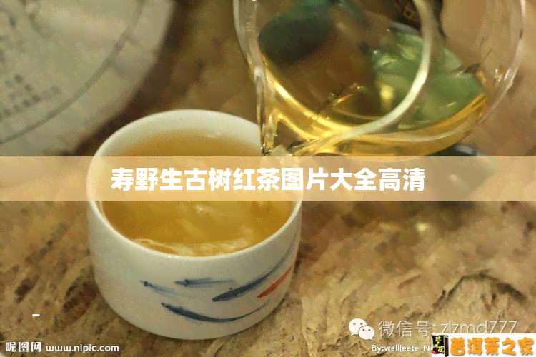 寿野生古树红茶图片大全高清