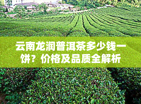 云南龙润普洱茶多少钱一饼？价格及品质全解析