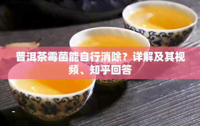 普洱茶霉菌能自行消除？详解及其视频、知乎回答