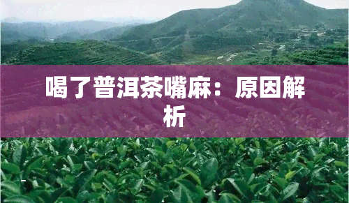 喝了普洱茶嘴麻：原因解析