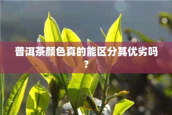 普洱茶颜色真的能区分其优劣吗?