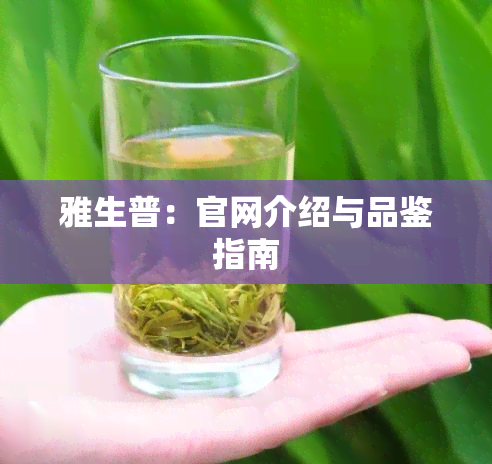 雅生普：官网介绍与品鉴指南