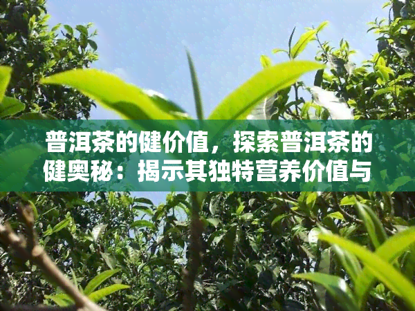 普洱茶的健价值，探索普洱茶的健奥秘：揭示其独特营养价值与功效