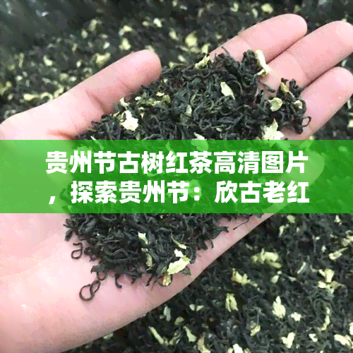 贵州节古树红茶高清图片，探索贵州节：欣古老红茶树的高清美图