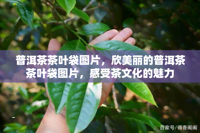 普洱茶茶叶袋图片，欣美丽的普洱茶茶叶袋图片，感受茶文化的魅力