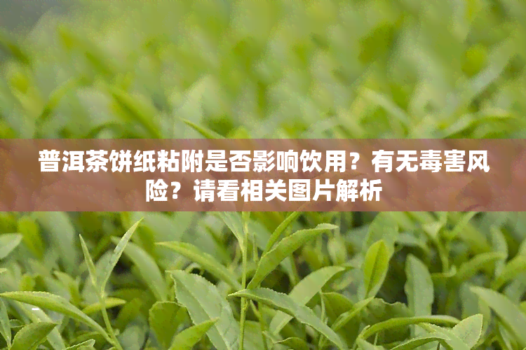 普洱茶饼纸粘附是否影响饮用？有无害风险？请看相关图片解析