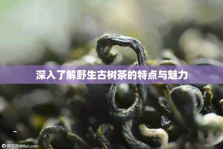 深入了解野生古树茶的特点与魅力