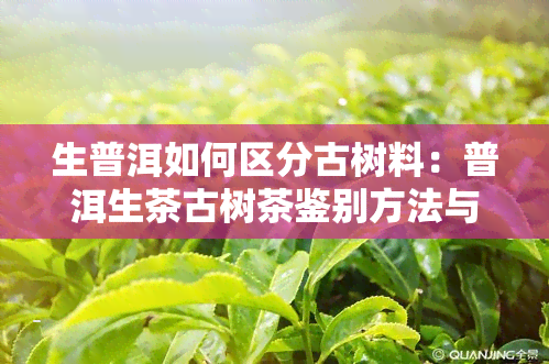 生普洱如何区分古树料：普洱生茶古树茶鉴别方法与技巧