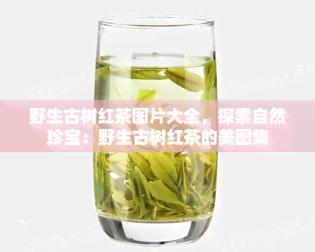 野生古树红茶图片大全，探索自然珍宝：野生古树红茶的美图集