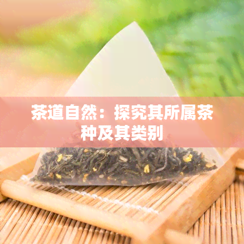 茶道自然：探究其所属茶种及其类别