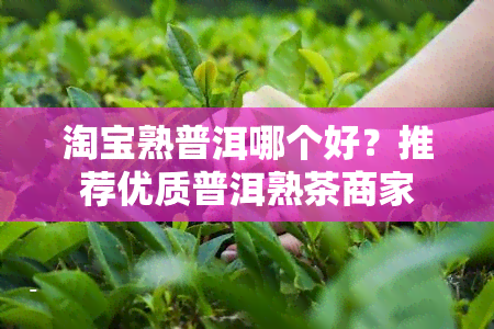 淘宝熟普洱哪个好？推荐优质普洱熟茶商家