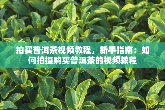 拍买普洱茶视频教程，新手指南：如何拍摄购买普洱茶的视频教程