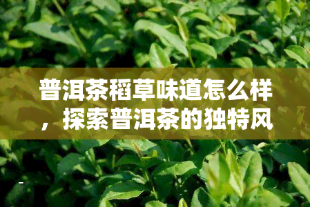 普洱茶稻草味道怎么样，探索普洱茶的独特风味：稻草气息的美妙体验