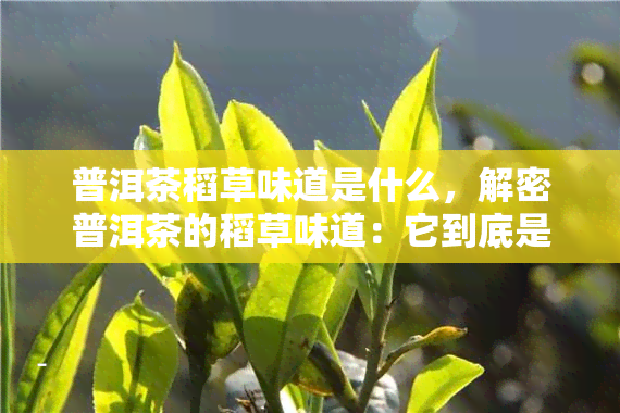 普洱茶稻草味道是什么，解密普洱茶的稻草味道：它到底是什么呢？