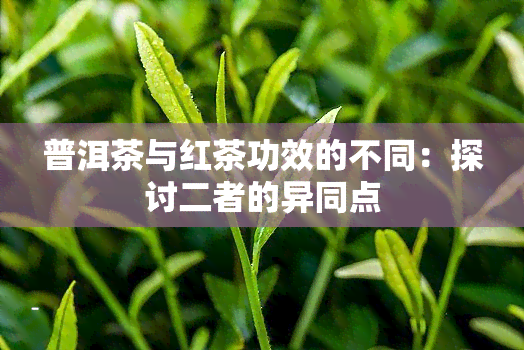 普洱茶与红茶功效的不同：探讨二者的异同点