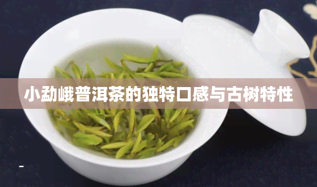 小勐峨普洱茶的独特口感与古树特性