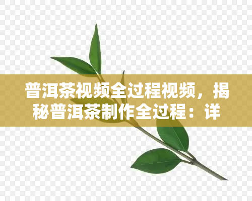 普洱茶视频全过程视频，揭秘普洱茶制作全过程：详细视频解析