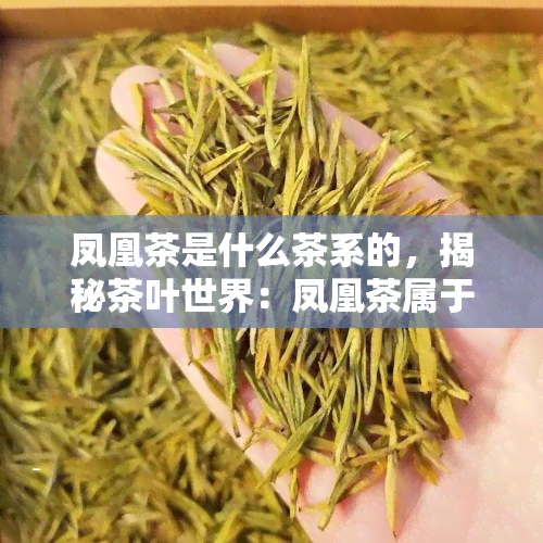 凤凰茶是什么茶系的，揭秘茶叶世界：凤凰茶属于哪个茶系？