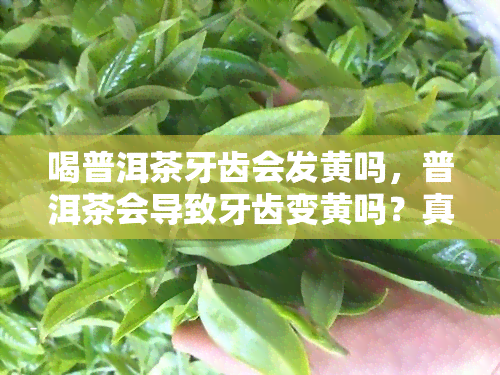 喝普洱茶牙齿会发黄吗，普洱茶会导致牙齿变黄吗？真相揭秘！