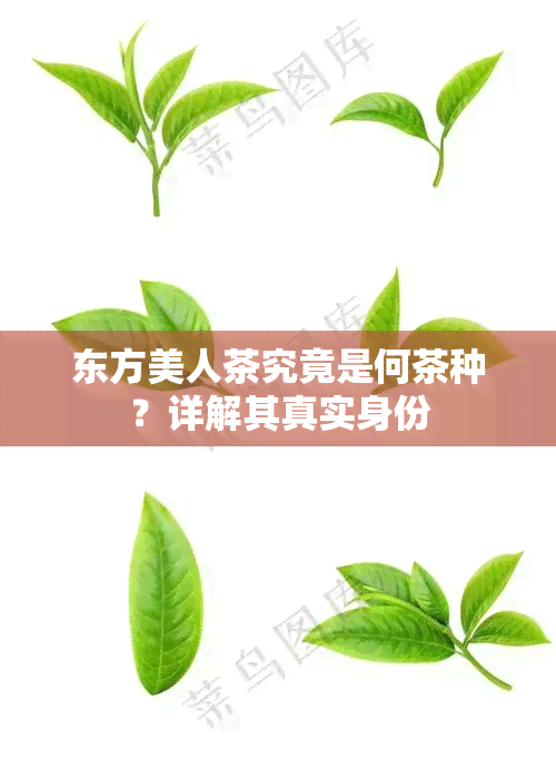 东方美人茶究竟是何茶种？详解其真实身份