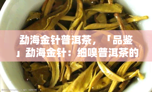 勐海金针普洱茶，「品鉴」勐海金针：细嗅普洱茶的韵味