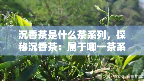 沉香茶是什么茶系列，探秘沉香茶：属于哪一茶系的神秘瑰宝？