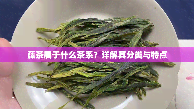 藤茶属于什么茶系？详解其分类与特点