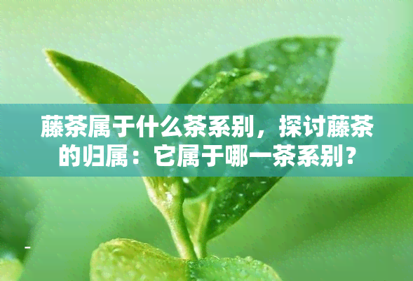 藤茶属于什么茶系别，探讨藤茶的归属：它属于哪一茶系别？