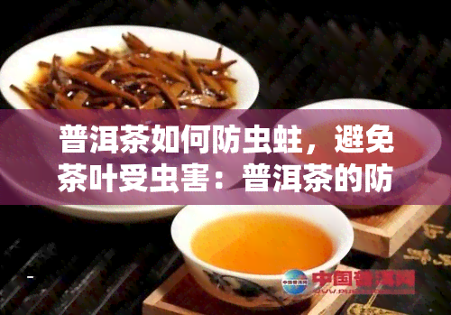 普洱茶如何防虫蛀，避免茶叶受虫害：普洱茶的防虫蛀技巧