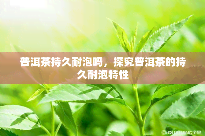 普洱茶持久耐泡吗，探究普洱茶的持久耐泡特性