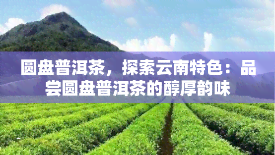 圆盘普洱茶，探索云南特色：品尝圆盘普洱茶的醇厚韵味