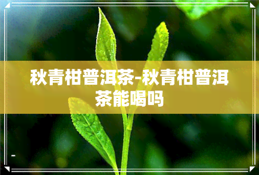 秋青柑普洱茶-秋青柑普洱茶能喝吗