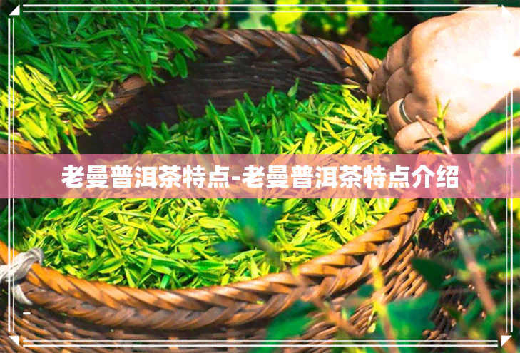 老曼普洱茶特点-老曼普洱茶特点介绍