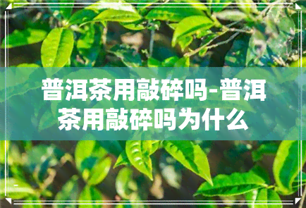 普洱茶用敲碎吗-普洱茶用敲碎吗为什么