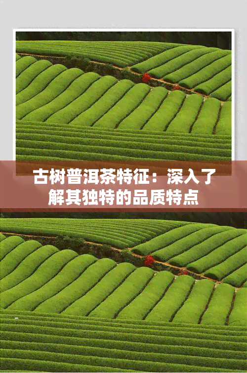 古树普洱茶特征：深入了解其独特的品质特点