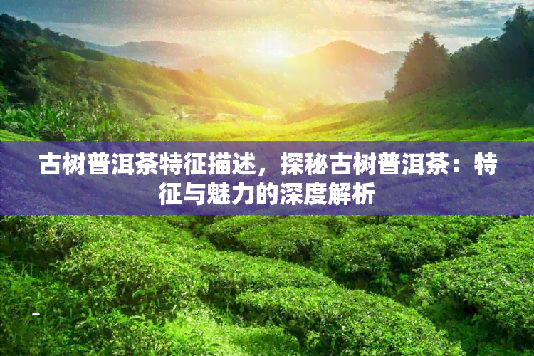 古树普洱茶特征描述，探秘古树普洱茶：特征与魅力的深度解析