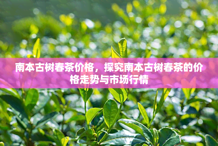 南本古树春茶价格，探究南本古树春茶的价格走势与市场行情