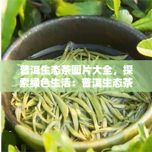 普洱生态茶图片大全，探索绿色生活：普洱生态茶图片大全