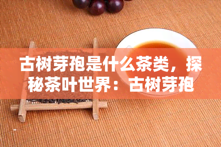 古树芽孢是什么茶类，探秘茶叶世界：古树芽孢，一种独特的茶类