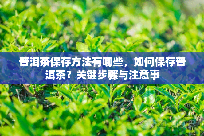 普洱茶保存方法有哪些，如何保存普洱茶？关键步骤与注意事