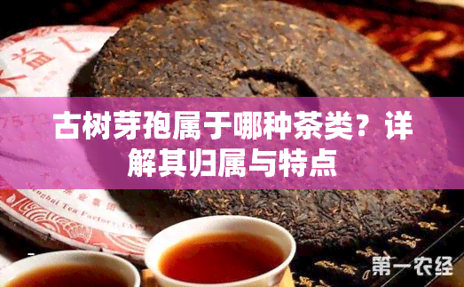 古树芽孢属于哪种茶类？详解其归属与特点