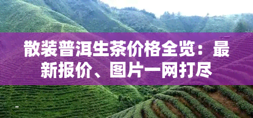 散装普洱生茶价格全览：最新报价、图片一网打尽