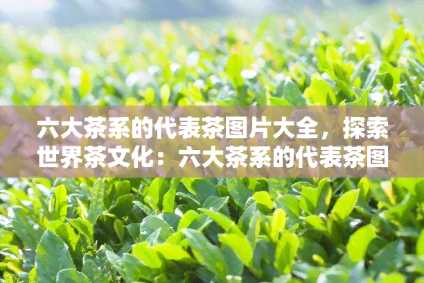 六大茶系的代表茶图片大全，探索世界茶文化：六大茶系的代表茶图片全览